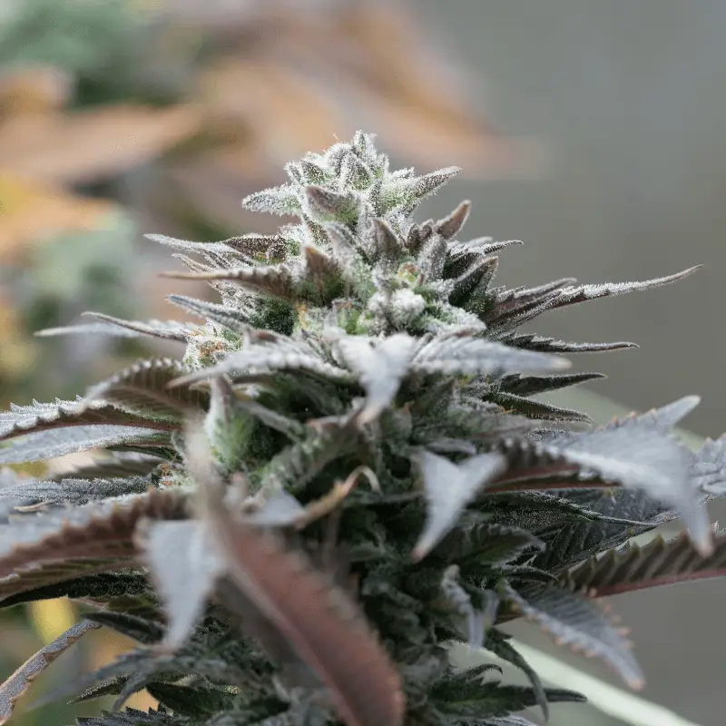 Purple 14% – White Edition CBD Blüten