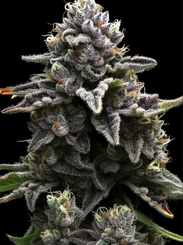 Apple Fritter Steckling